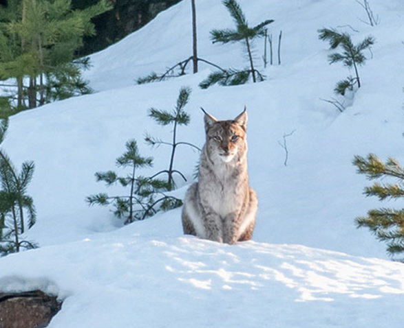 Kuva, jossa ilves istuu hangella ja katsoo kohti kameraa.