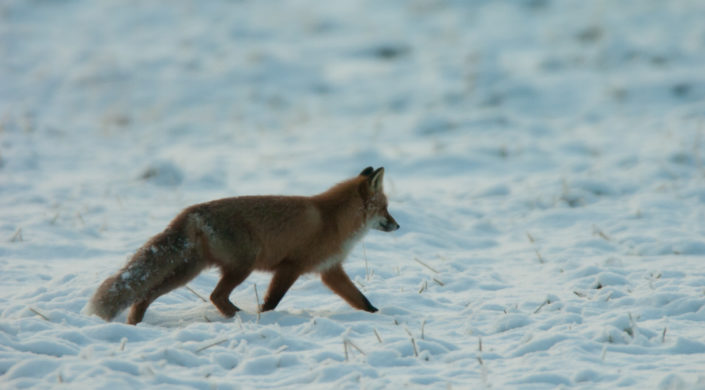 En räv vandrar på ett snötäckt fält. 