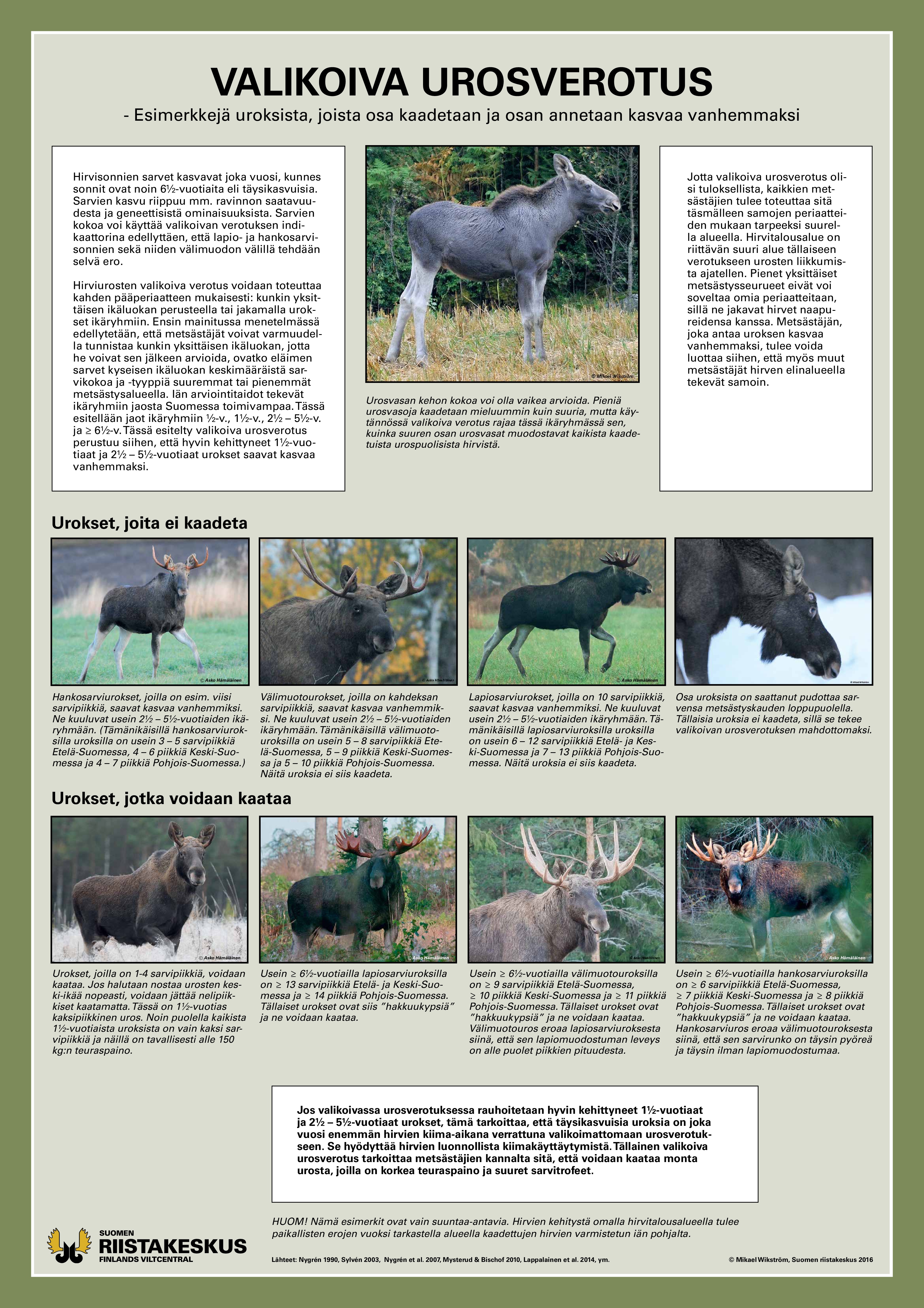 Juliste, valikoiva urosverotus.