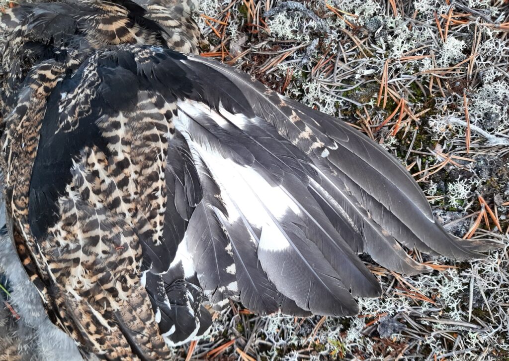 Kuva nuoren linnun siivestä. Höyhenpeite kirjavan värinen.