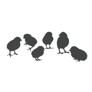 Tecknad silhuett av hönsfågelungar.