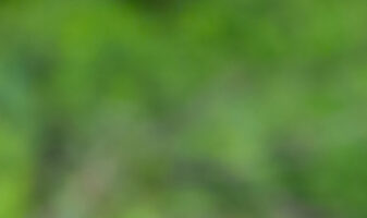 Pyyn poikanen istuu oksalla.