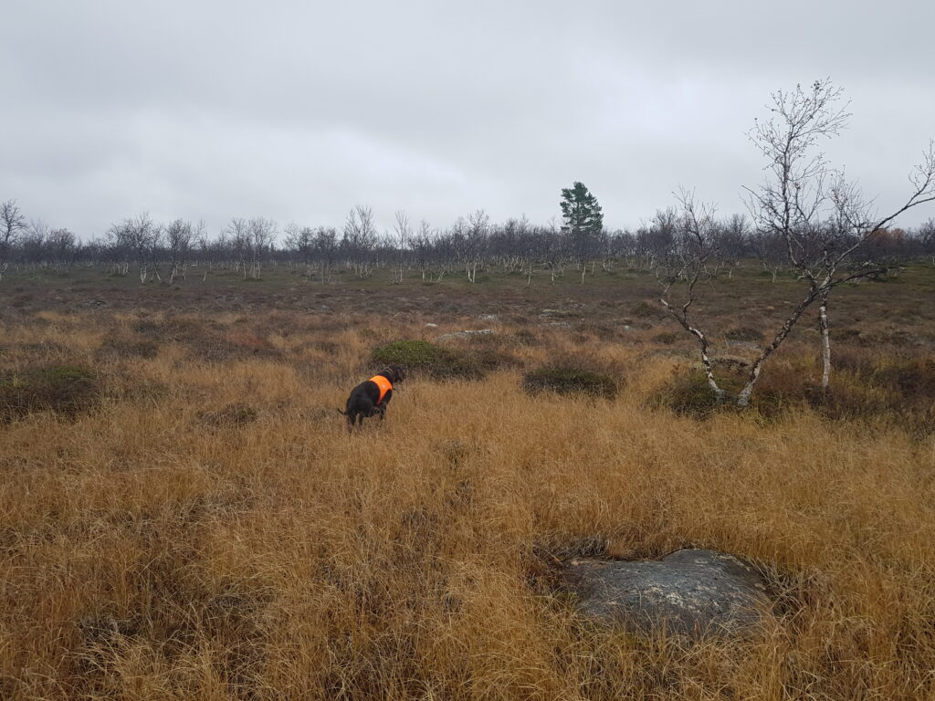 Hunden står 