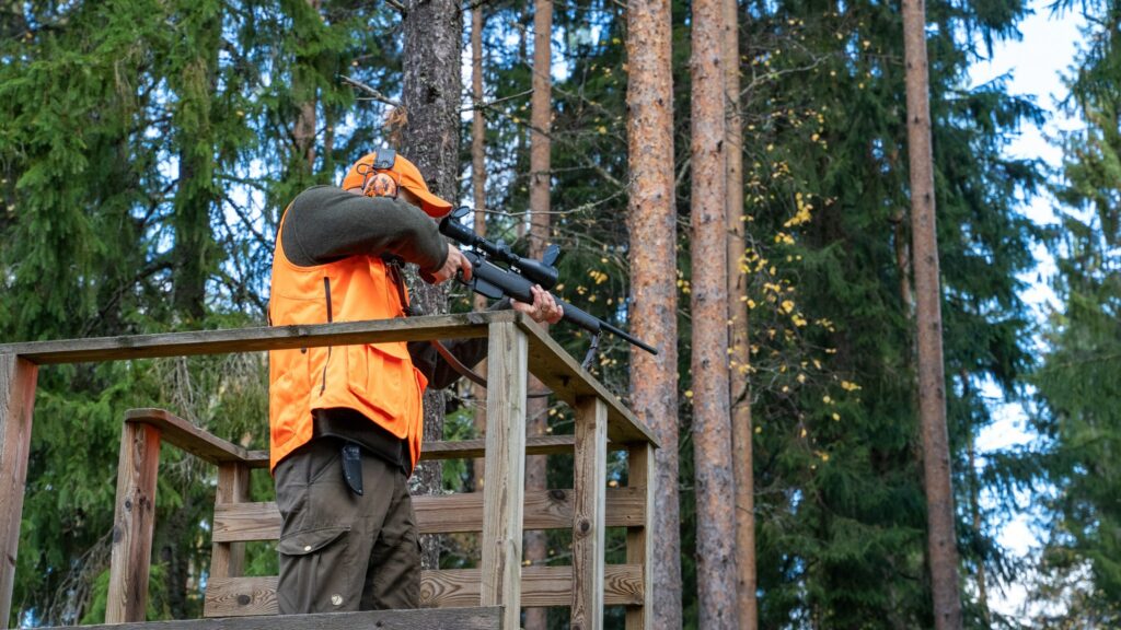 En jägare i orange väst och mössa samt med hörselskydd skjuter snett nedåt från ett älgtorn.