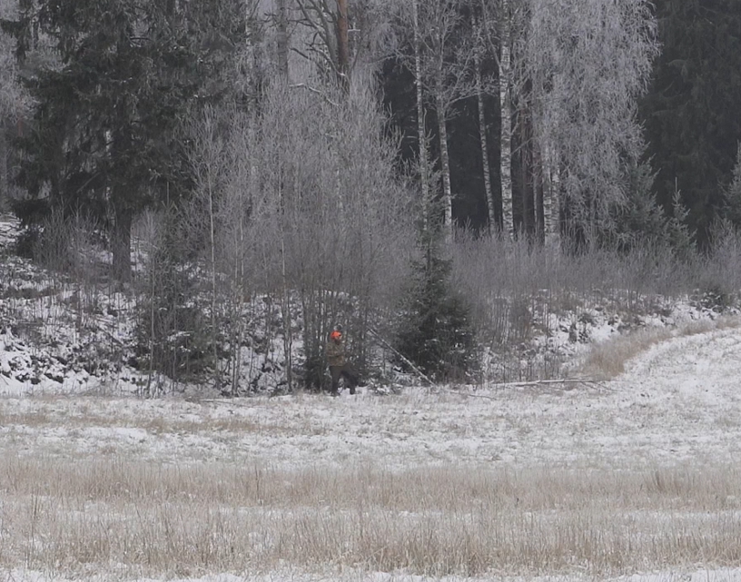 Oranssilakkinen metsästäjä pellon reunassa.