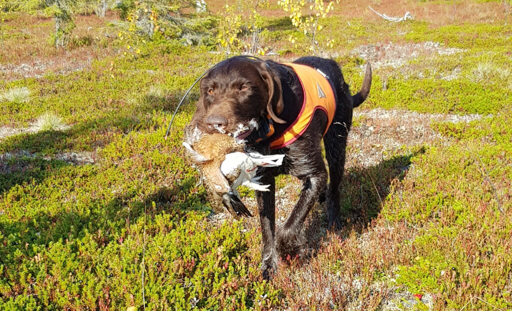 Saksanseisoja noutaa riekkoa ohjaajalleen. Koira lintu suussa tulossa kohti ohjaajaansa.