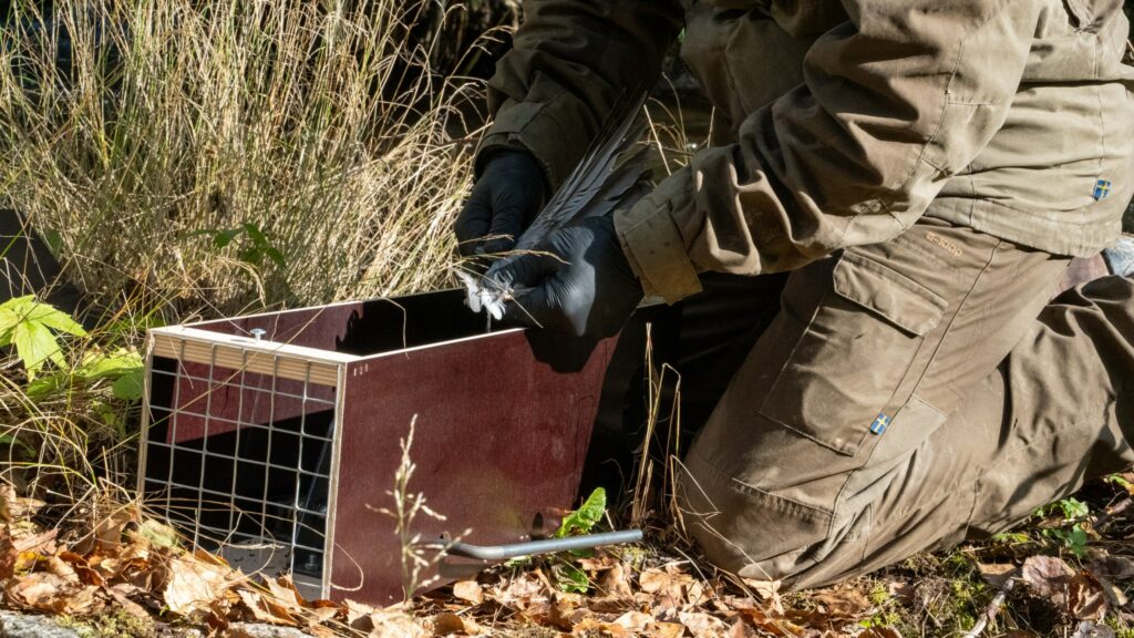 En jägare som gillrar en direktdödande minkfälla och sätter en fågelvinge som bete.  