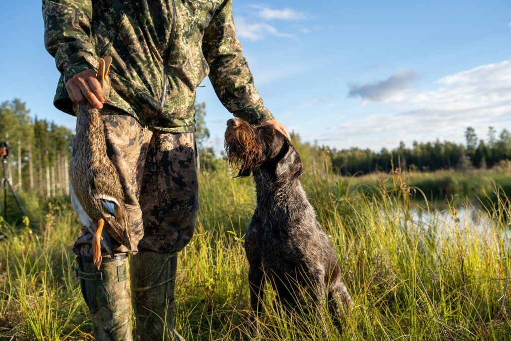 Seisoja luovuttanut sinisorsasaaliin metsästäjälle.