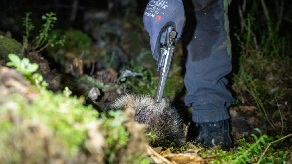 En jägare avlivar en mårdhund med pistol. 