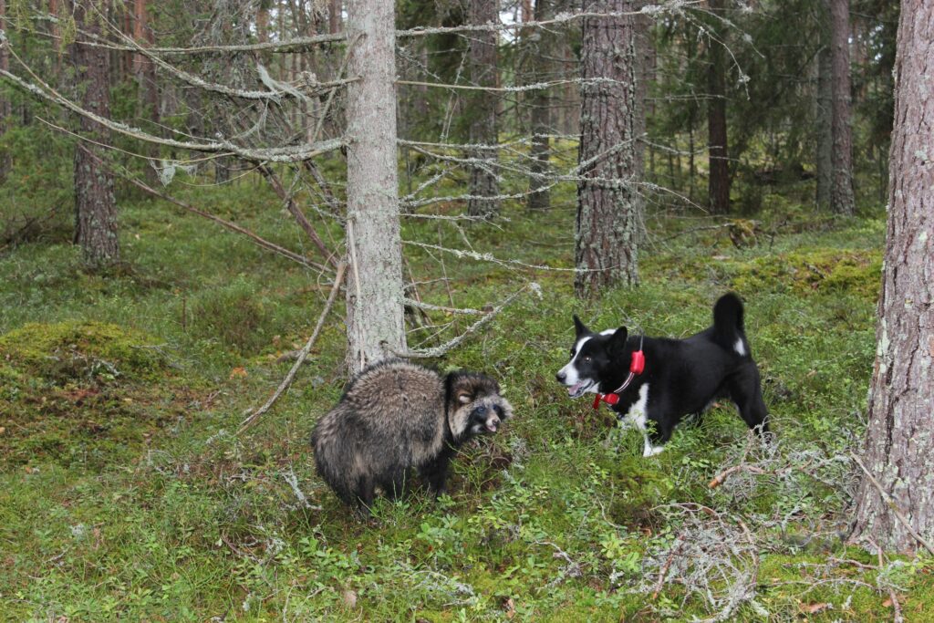 Karhukoira pysäyttää supikoiran haukkumalla.