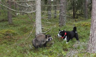 Karhukoira pysäyttää supikoiran haukkumalla.