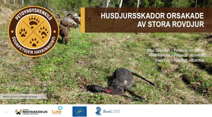 På förgrunden en död får. I bakgrunden betande får.