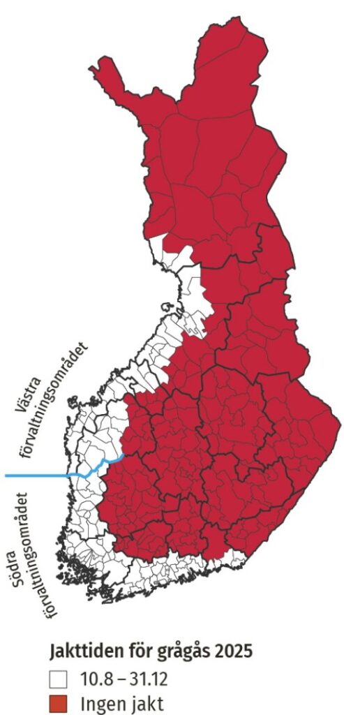 Grågåsjakt 2025